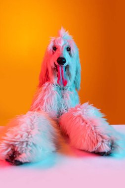 Yakın plan güzel Afgan köpeği sarı arka planda izole edilmiş bir şekilde neon ışıkta poz veriyor..