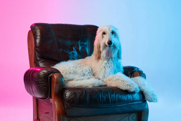 Retrato de un gran perro afgano de raza pura acostado en un sillón aislado sobre un fondo blanco rosado degradado. — Foto de Stock