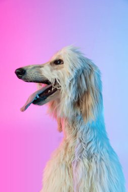 Büyük Afgan 'ın yarım boy portresi, saf köpek gradyan beyaz pembe arka planda izole edilmiş..