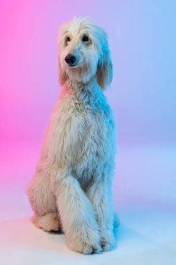 Büyük Afgan 'ın tam boy portresi, saf köpek gradyan beyaz pembe arka planda izole edilmiş..