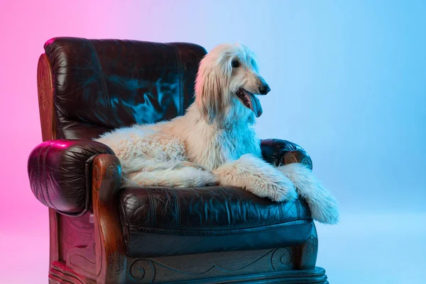 Retrato de un gran perro afgano de raza pura acostado en un sillón aislado sobre un fondo blanco rosado degradado. — Foto de Stock