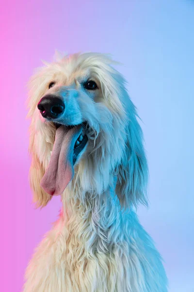 Retrato de mitad de longitud de un gran perro afgano de raza pura aislado sobre un fondo rosa blanco degradado. — Foto de Stock