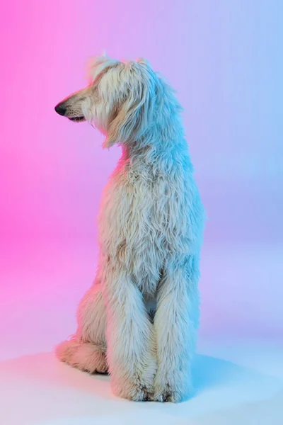 Full length portrait of big Afghan, purebred dog isolated on gradient white pink background. — Stock Photo, Image