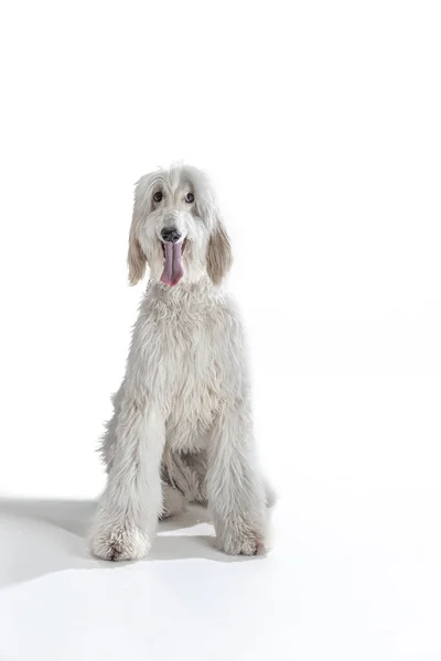 Beyaz stüdyo arka planında izole edilmiş büyük Afgan, safkan bir köpeğin portresi. — Stok fotoğraf