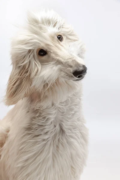 Close-up big cute Afghan dog posing isolated on white studio background. — Stock Photo, Image