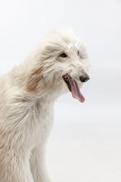 Großaufnahme großer süßer afghanischer Hund posiert isoliert auf weißem Studiohintergrund. — Stockfoto