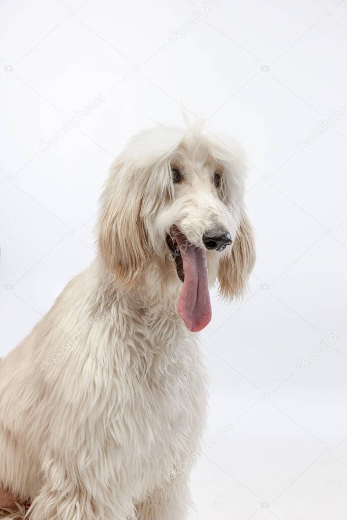 Portrait of big Afghan, purebred dog posing isolated on white studio background.