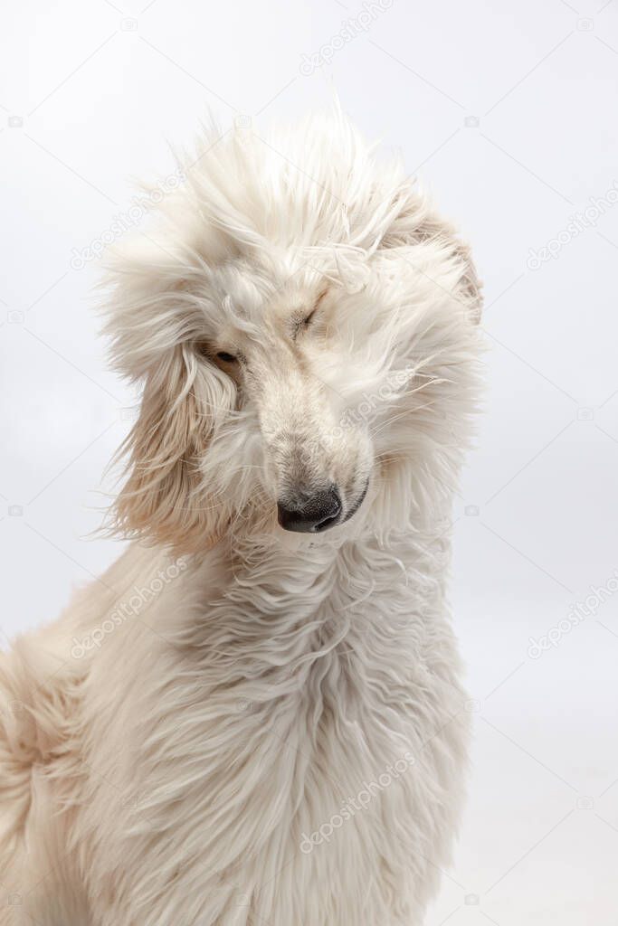 Close-up big cute Afghan dog posing isolated on white studio background.