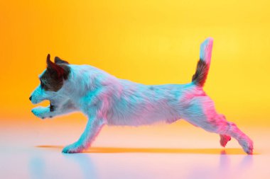 Safkan köpek portresi, Jack Russell Terrier, neon ışıklı arka planda izole edilmiş..