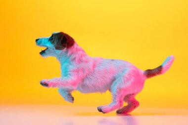 Sevimli neşeli Jack Russell Terrier köpeği Neon ışıklarıyla izole edilmiş sarı arkaplanda.