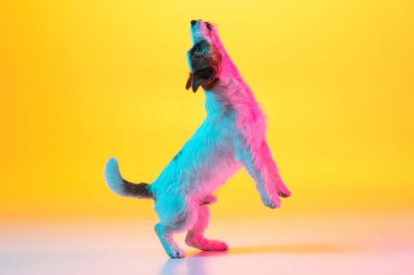 Sevimli neşeli Jack Russell Terrier köpeği Neon ışıklarıyla izole edilmiş sarı arkaplanda.
