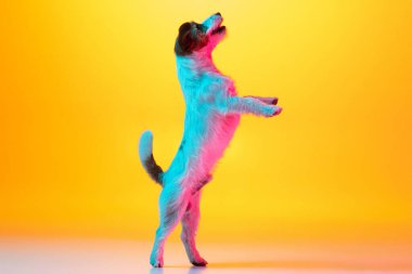 Sevimli neşeli Jack Russell Terrier köpeği Neon ışıklarıyla izole edilmiş sarı arkaplanda.