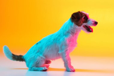Jack Russell Terrier 'in portresi. Neon ışıkta sarı arkaplanda izole edilmiş..