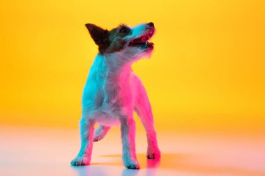 Safkan köpek portresi, Jack Russell Terrier, neon ışıklı arka planda izole edilmiş..