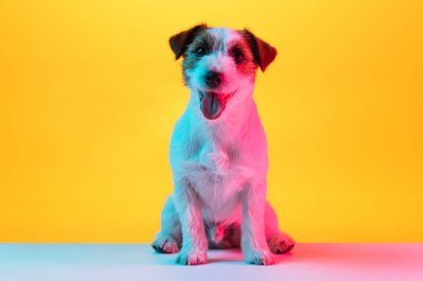 Sevimli neşeli Jack Russell Terrier köpeği Neon ışıklarıyla izole edilmiş sarı arkaplanda.