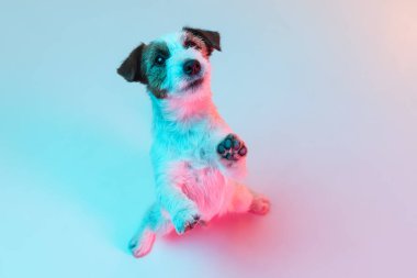 Jack Russell Terrier 'in portresi. Neon ışıkta sarı arkaplanda izole edilmiş..