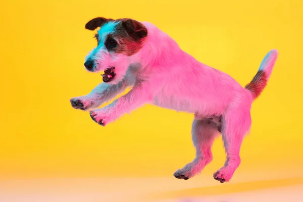 在霓虹灯下，可爱而快乐的杰克罗素地球狗被隔离在渐变的黄色背景之上. — 图库照片