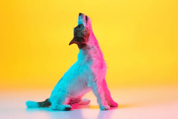 Portrait of Jack Russell Terrier dog isolated over gradient yellow background in neon light. — Stock Photo, Image
