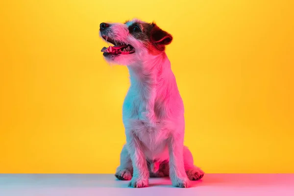 Portret van een rasechte hond, Jack Russell Terrier geïsoleerd over hellende gele achtergrond in neon licht. — Stockfoto
