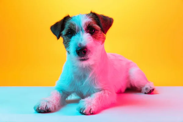 Lindo perro alegre Jack Russell Terrier aislado sobre fondo amarillo degradado en luz de neón. — Foto de Stock