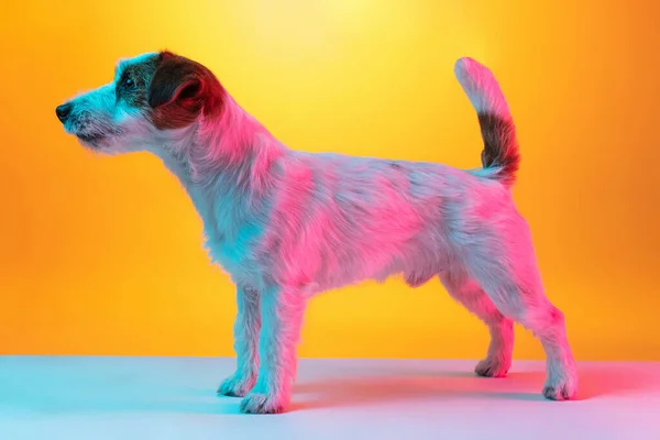 Retrato de Jack Russell Terrier perro aislado sobre fondo amarillo degradado en luz de neón. — Foto de Stock