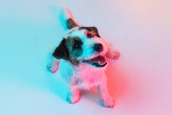 Ritratto del cane Jack Russell Terrier isolato su sfondo giallo sfumato in luce al neon. — Foto Stock