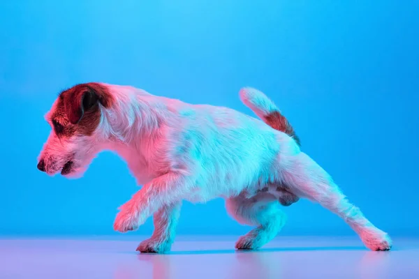 White Jack Russell Terrier de pie aislado sobre fondo azul degradado en luz de neón rosa. — Foto de Stock