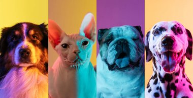 Close-up cute dogs and cat isolated over multicolored background.