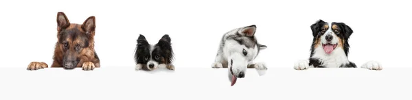 Group of 4 different purebred dogs sitting isolated over white studio background. Collage —  Fotos de Stock