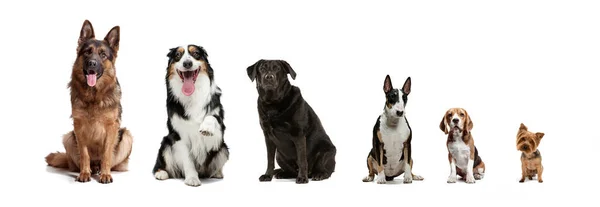 From big to small. Collage of different purebred dogs sitting isolated over white studio background. Collage — Φωτογραφία Αρχείου