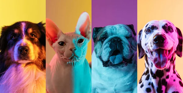 Close-up cute dogs and cat isolated over multicolored background. — Stockfoto