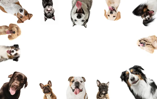 Bottom view of group of different purebred dogs looking at camera isolated over white background. — Zdjęcie stockowe