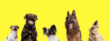Büyük hayvanlardan küçük hayvanlara. Sarı stüdyo arka planında izole edilmiş farklı safkan köpek kolajı. Kolaj
