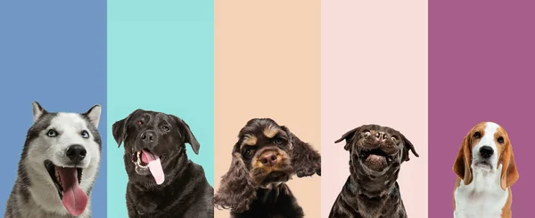 Retrato de perros de cerca aislado sobre fondo multicolor. Collage. —  Fotos de Stock