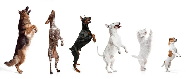 Gruppe von verschiedenen reinrassigen Hunden, die isoliert vor weißem Studiohintergrund sitzen. Collage — Stockfoto