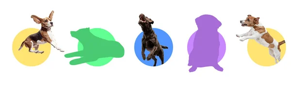 Милі смішні активні чистокровні собаки стрибають ізольовані на кольоровому фоні . — стокове фото