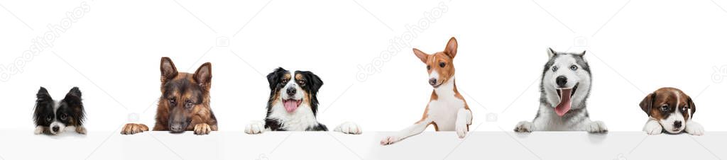 Group of five different purebred dogs sitting isolated over white studio background. Collage