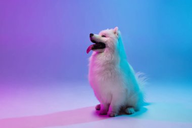 Sevimli beyaz Samoyed köpek portresi pembe neon ışıkta mavi arka planda izole poz.