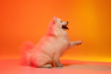 Büyük, güzel Samoyed köpeğinin portresi sarı arka planda, neon ışıkta izole bir şekilde poz veriyor. Yan görünüm