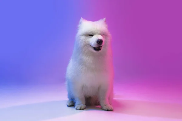 Portrait de beau chien Samoyed blanc mignon posant isolé sur fond bleu dans la lumière rose néon. — Photo