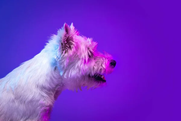 Ritratto di carino bianco bellissimo West Highland Terrier posa isolato su sfondo viola in luce al neon. — Foto Stock