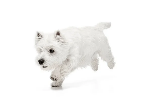 Retrato de bonito branco belo West Highland Terrier correndo isolado no fundo branco — Fotografia de Stock