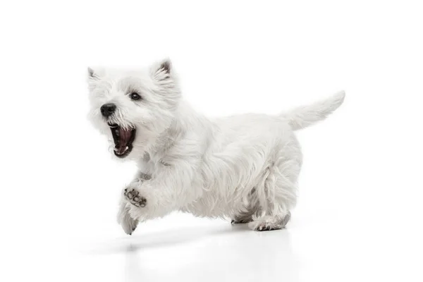 Portrait of cute white beautiful West Highland Terrier running isolated on white background — Stock Photo, Image