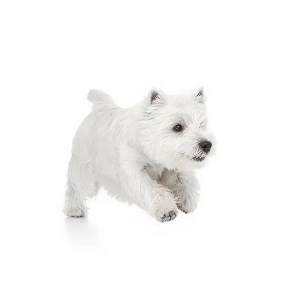 Porträtt av söt vit vacker West Highland Terrier kör isolerad på vit bakgrund — Stockfoto