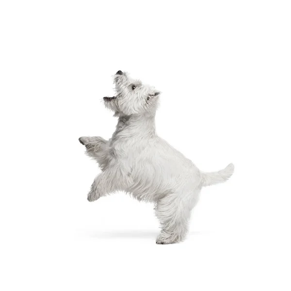 Portrait de mignon blanc beau West Highland Terrier courir isolé sur fond blanc — Photo