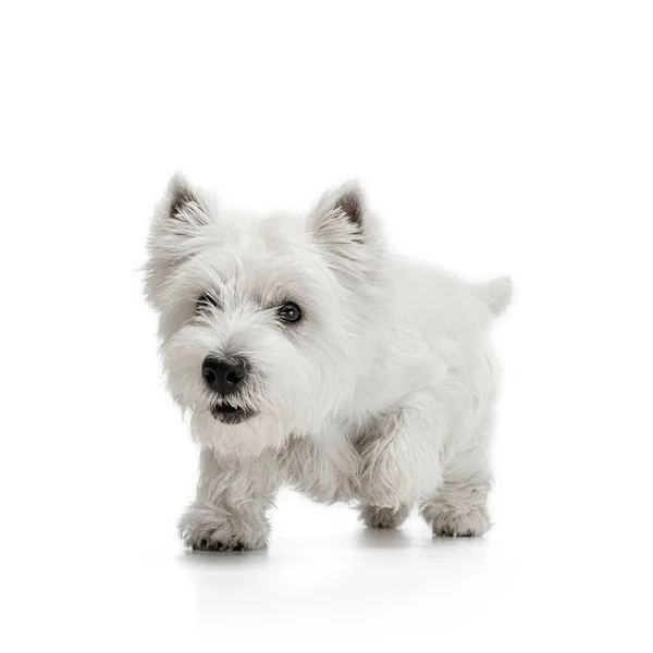 Portré aranyos fehér gyönyörű West Highland Terrier fut elszigetelt fehér háttér — Stock Fotó