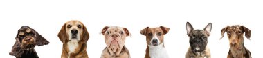 Beyaz stüdyo arka planında izole bir şekilde oturan bir grup farklı safkan köpek. Kolaj