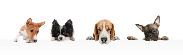 Beyaz stüdyo arka planında izole bir şekilde oturan bir grup farklı safkan köpek. Kolaj — Stok fotoğraf