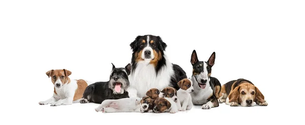 Group of different purebred dogs sitting isolated over white studio background. Collage — Stock Photo, Image