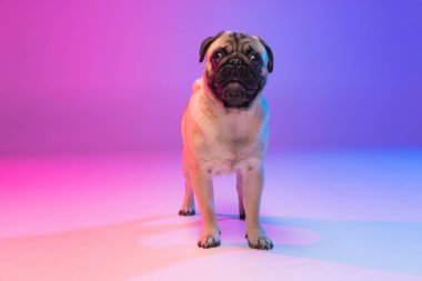 Safkan pug-dog portresi, neon ışıkta mor renkli arka planda izole edilmiş..